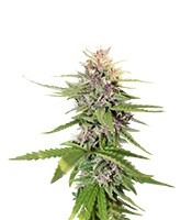 Hollands Hope feminized seeds