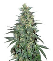 Graines de cannabis South African Kwazulu (World of Seeds)