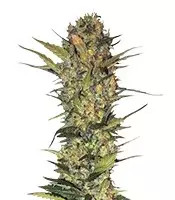 Lithium OG Kush feminized seeds