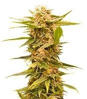 Black Dream feminized seeds