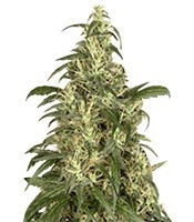 Skunk #11 feminized seeds