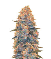 Auto Blow Dream feminized seeds