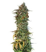 Blueberry Headband feminized seeds