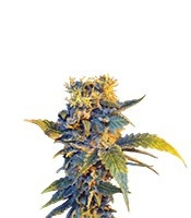 Colombian Sweet feminized seeds