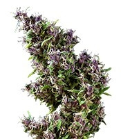 Purple Paro Valley (Mandala Seeds) Cannabis-Samen