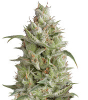 Sumo's OG Kush Auto feminized seeds