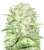 Thunderstruck feminized seeds