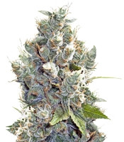 BubbleGummer (Female Seeds) Cannabis-Samen