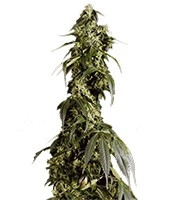 Arjan's Haze #1 (GHS) Cannabis-Samen