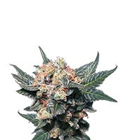 Graines de cannabis Big Band (Kannabia Seeds)