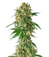 Big Kush feminized seeds