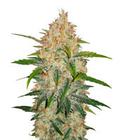 Graines de cannabis Z Auto (Fast Buds)