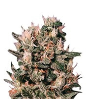 Euforia Regular seeds