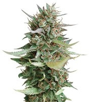 Strawberry Blue (World of Seeds) Cannabis-Samen