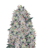 Graines de cannabis Tom Kush OG (Vision Seeds)