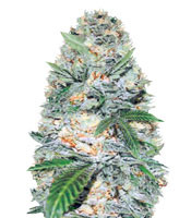 Auto Jack Hammer (Victory Seeds) Cannabis-Samen