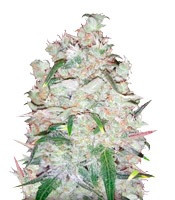 Bulk Smash Auto (Dr. Krippling Seeds) Cannabis-Samen