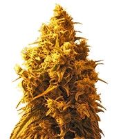 Graines de cannabis Cannatonic (Resin Seeds)