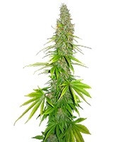 Double White feminized seeds