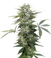 Roadrunner Autoflowering feminized seeds