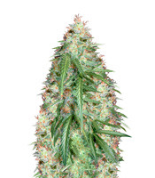 Super Skunk Auto (Vision Seeds) Cannabis-Samen