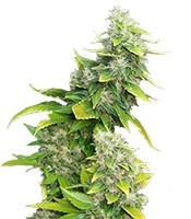 White Rhino feminized seeds (Nirvana Seeds)