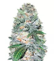 Graines de cannabis Auto Jack Hammer (Victory Seeds)