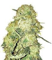 Goldmine feminized seeds