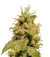 Kal-X regular (T.H. Seeds) Cannabis-Samen