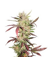 Graines de cannabis Master Kush (Dutch Passion)