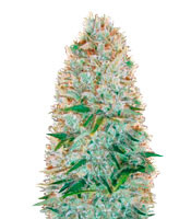 Critical feminized seeds