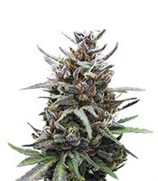 Baby Boom Auto feminized seeds