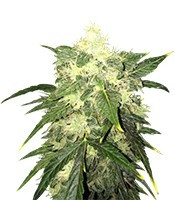 OG Kush Automatic (Nirvana Seeds) Cannabis-Samen