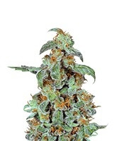 Orange Bud feminized seeds (Dutch Passion)