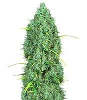 Graines de cannabis Serious 6 regular (Serious Seeds)