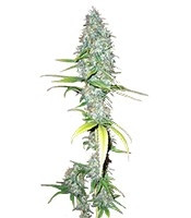 Graines de cannabis Afghani #1 regular (Sensi Seeds)