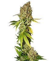 Mohan Ram feminized seeds