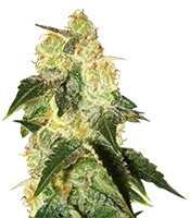 Graines de cannabis Pakistan Ryder Auto (World of Seeds)