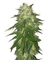 Graines de cannabis Super Hash (Pyramid Seeds)