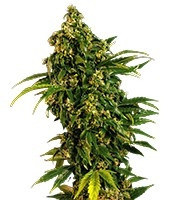 Auto MASS feminized seeds