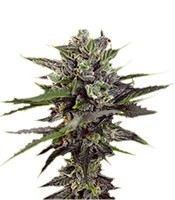 Auto Blueberry (Dutch Passion) Cannabis-Samen