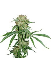 Crimea Blue feminized seeds