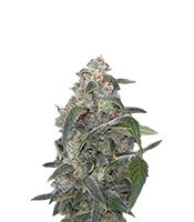 Haze 2.0 Autoflowering feminized seeds