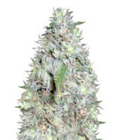 Kali's White Shadow feminized seeds