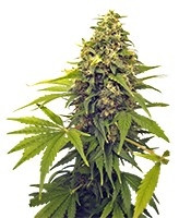 Graines de cannabis Point of No Return regular (Mandala Seeds)