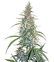 Graines de cannabis Silver Haze (Sensi Seeds)