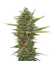 Super Skunk regular seeds (Sensi Seeds)