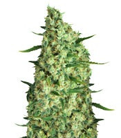 The Incredible Bulk Auto feminized seeds