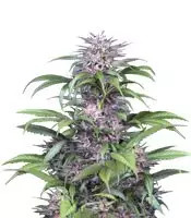 Quick Kush (Dinafem Seeds)