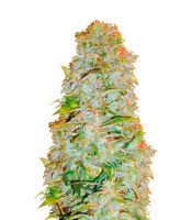 Auto AK-77V feminized seeds